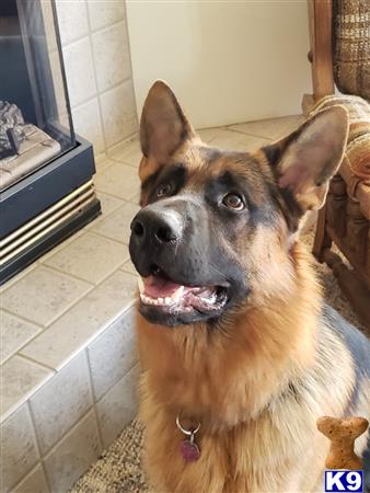 HandsomeShepherd2019 Picture 1